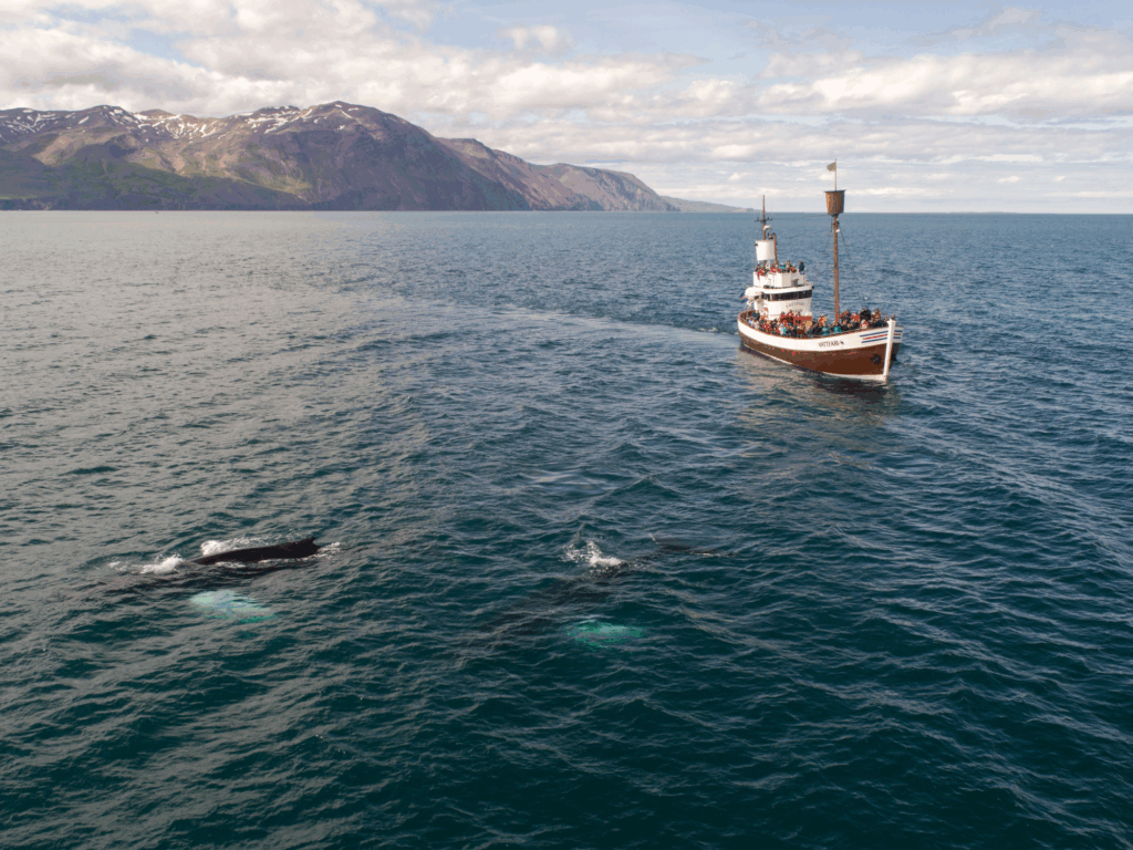 Watching Whales