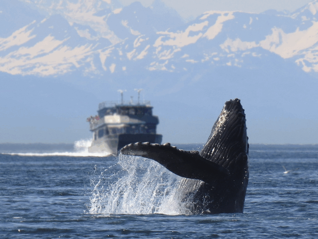 Whale watching